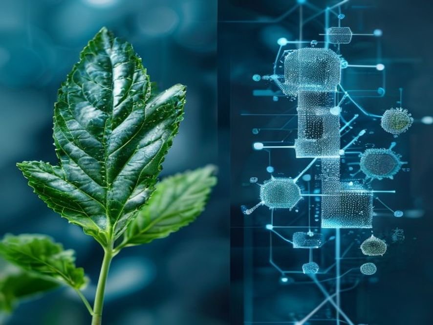 thc vs thp 420 vs cbd match au sommet - comparaison moléculaire